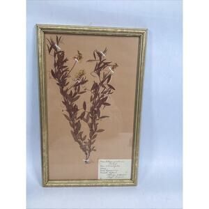 Herbarium Gold Framed Pressed Botanical Specimen - 16.5x10.5”